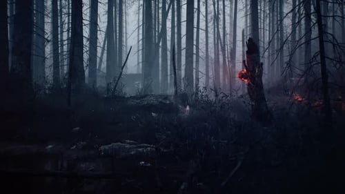 Der geheimnisvolle Wald bei Nacht