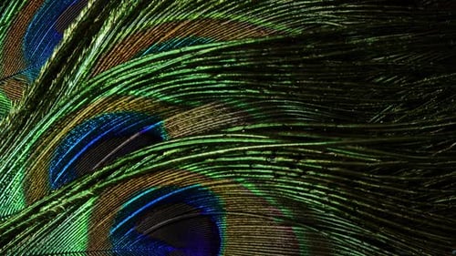 Very Beautiful Peacock Feathers, Natural Rotating Colorful Pattern, Macro Close-up View