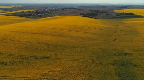 Rapeseed Fields at Sunny Day