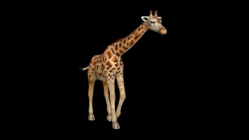 Giraffe Walk 2
