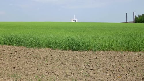 Champ de céréales