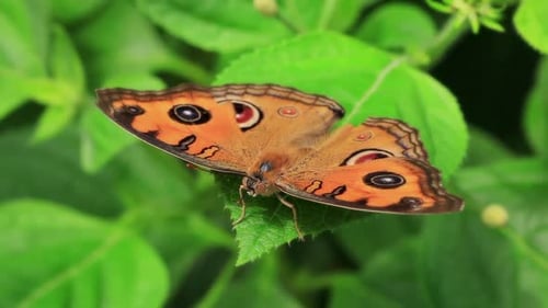 Butterfly Feeding From A Flower Macro
