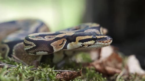 The Boa Constrictor Slowly Raises Its Head in Closeup
