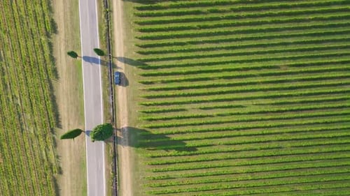 Flight Over The Vineyard