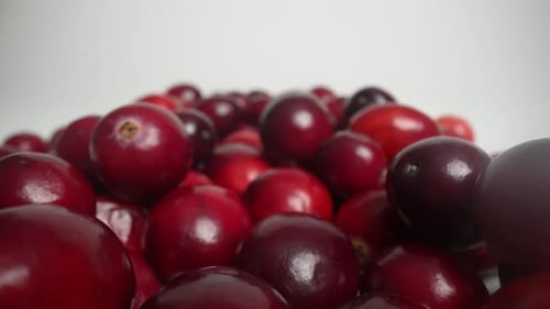 Pile of Fresh Red and Purple Cranberries