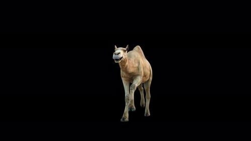 4K Camel Run Front