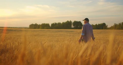 Old Farmer Walking Down the Wheat Field in Sunset Touching Wheat Ears with Hands - Agriculture