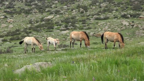 Cheval poulain blanc albinos de Przewalski