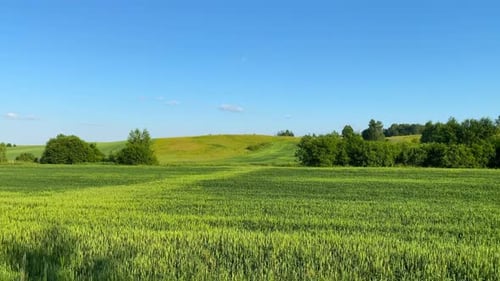 Rural landscape with green fields