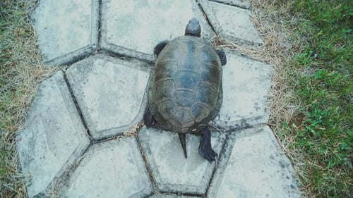 Turtle Walking on the Way