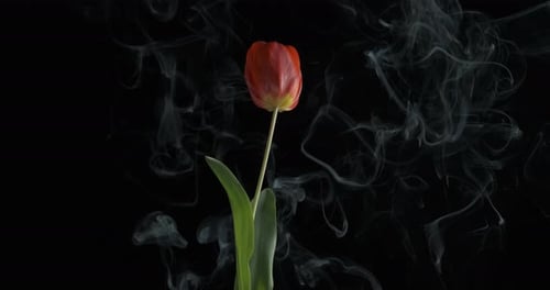 Die Tulpe rollt sich im Rauch zusammen