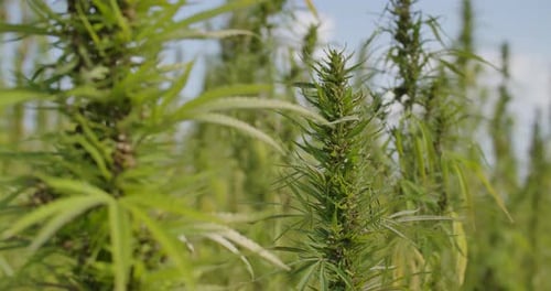 Green Hemp Plants Swaying in Rural Field
