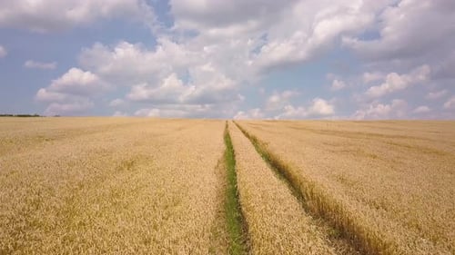 Luftaufnahme des gelben landwirtschaftlichen Weizenfeldes, das im Spätsommer geerntet werden kann
