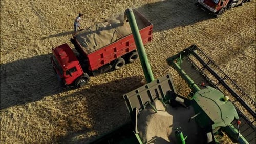 Combine Harvesting Wheat in a Rural Field