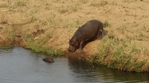 Hippopotamus With Baby