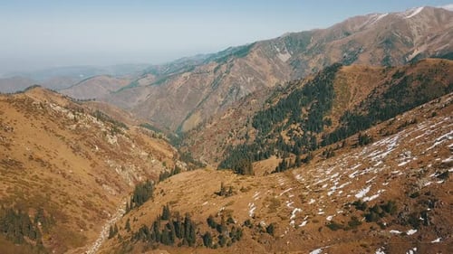 Aerial View of Mountain Range with Fir Trees