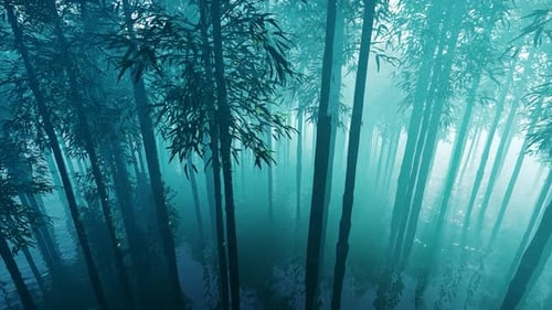 Bambusdickicht im Nebel