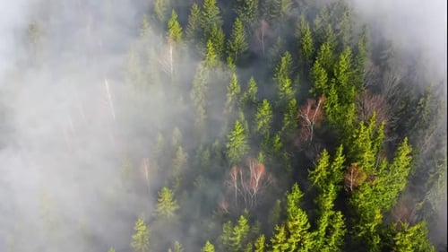 Aerial Flight Over the Morning Fog in a Mountain Forest