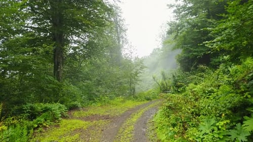 Foggy Misty Green Mountain Road, Beauty of Kackar, Rize, Turkey