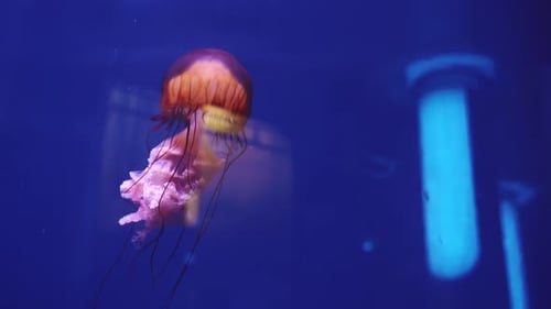 Colorful Jellyfish on Deep Neon Background in Ocean Museum. Wildlife Underwater Creature. Meditative