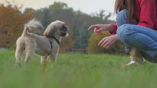Lady Plays with Adorable Shih Tzu Dog on Green Lawn Grass