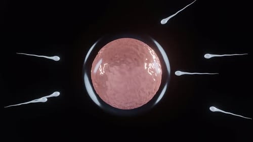 Human Fertilization Process: Sperm Penetrating Egg Cell Animation