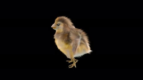 Realistic Animated Chick Standing with Alpha Channel
