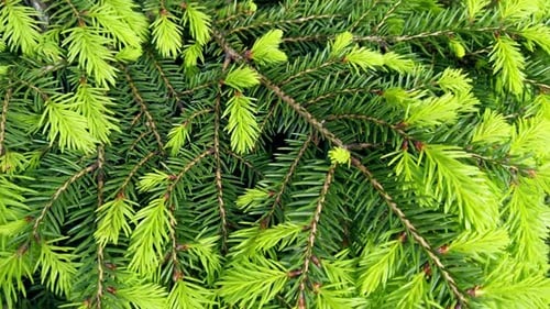 Die neuen jungen Tannenbaumsprossen wachsen im Frühjahr
