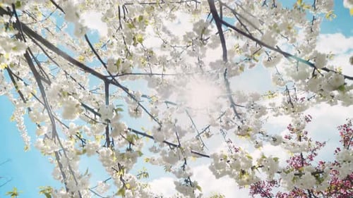 Fleurs printanières qui fleurissent au printemps avec ciel bleu, soleil et nuages