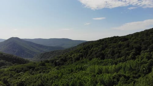 Aerial top view of summer green trees in forest.