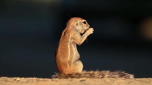 Feeding Ground Squirrel - Kalahari Desert
