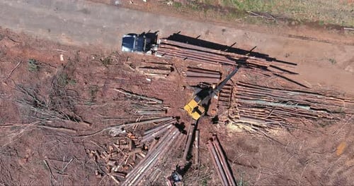 Wood Log Loader to Large Transportation Truck