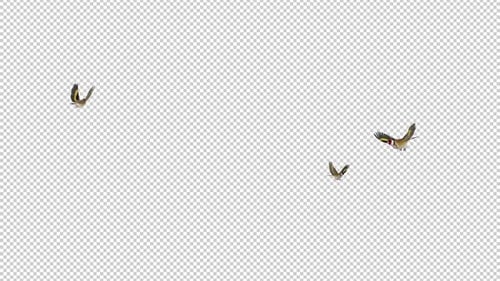 Eurasian Goldfinches - Easter Birds - Three Flying Around - Alpha Channel