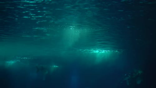 Fish in the Ocean