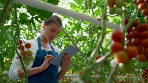 Agribusiness Owner Checking Tomatoes Quality with Technological Tablet in Farm