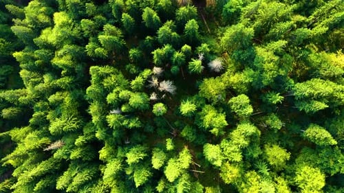 Fly over Trees. Camera moves rising up from green forest of dense tree tops of pine