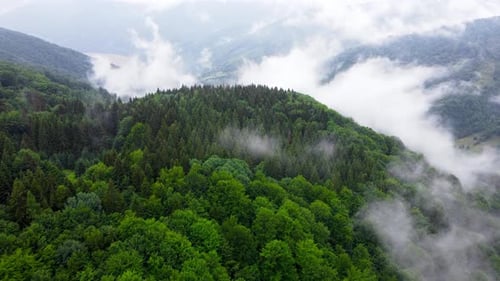 Clouds Above Mountain Forest Flying Through the Magical Summer Forest at Rainy Weather Aerial View