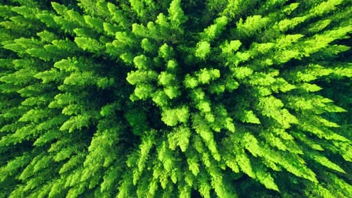 Aerial View of Lush Green Forest Treetops