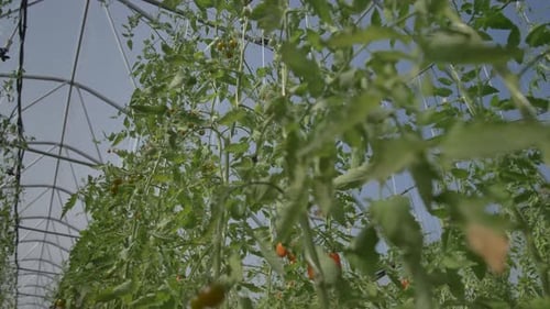 Tall Tomato Bushes Growing on Vegetable Plantation