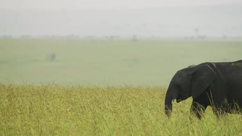 Eléphant marchant dans les prairies