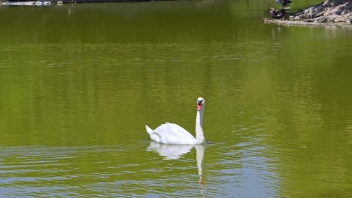 White Lonely Swan Floating In Green Color Lake Water 1