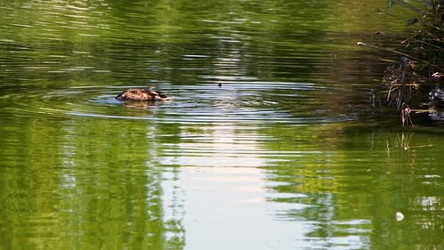 Pato está nadando em um lago