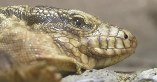 Lizard