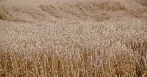 Flying Over Wheat Field Agriculture