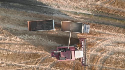 Top View Harvester Combine Pours the Grain Into the Truck on the Field. Threshing Machine Pouring