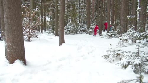 Son Plays with Dad Among the Snowy Trees. View