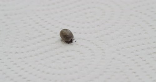 Engorged Tick Resting on a White Surface