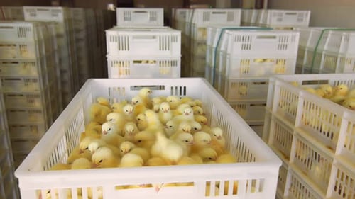 Yellow Baby Chicks in Baskets Dolly