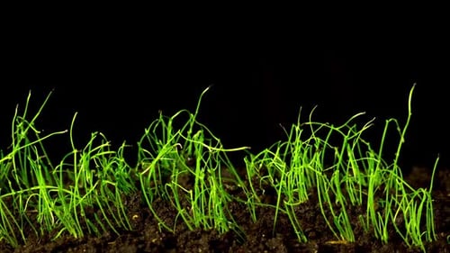 Spring Onion