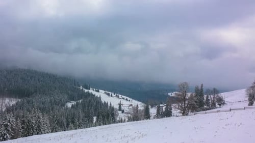 The Winter Mountain Forest